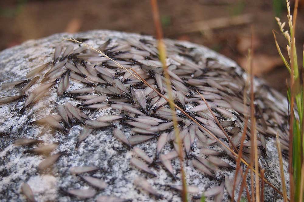 Termites-Start-Swarming-in-Spring