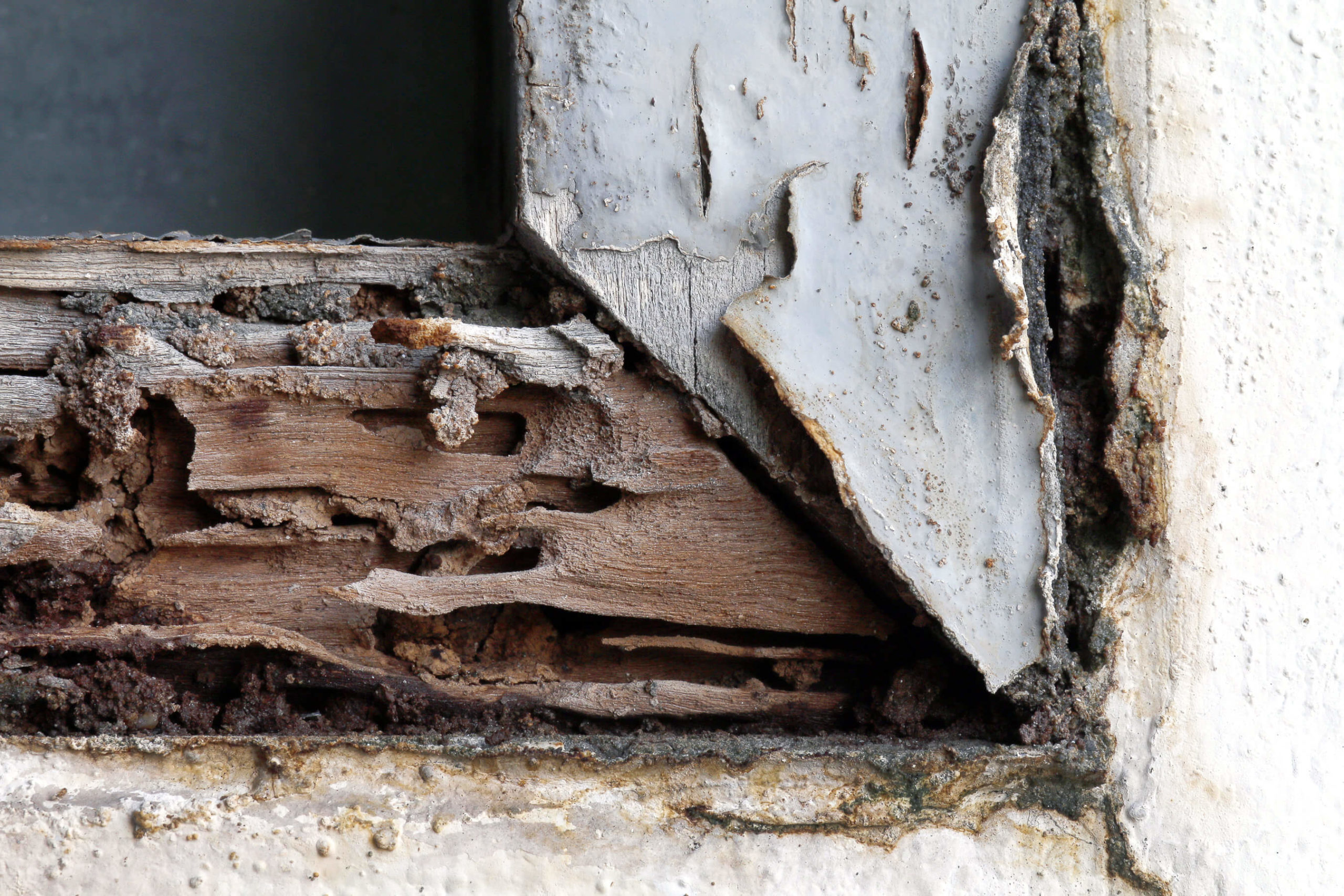 5 Signs You Have Termites