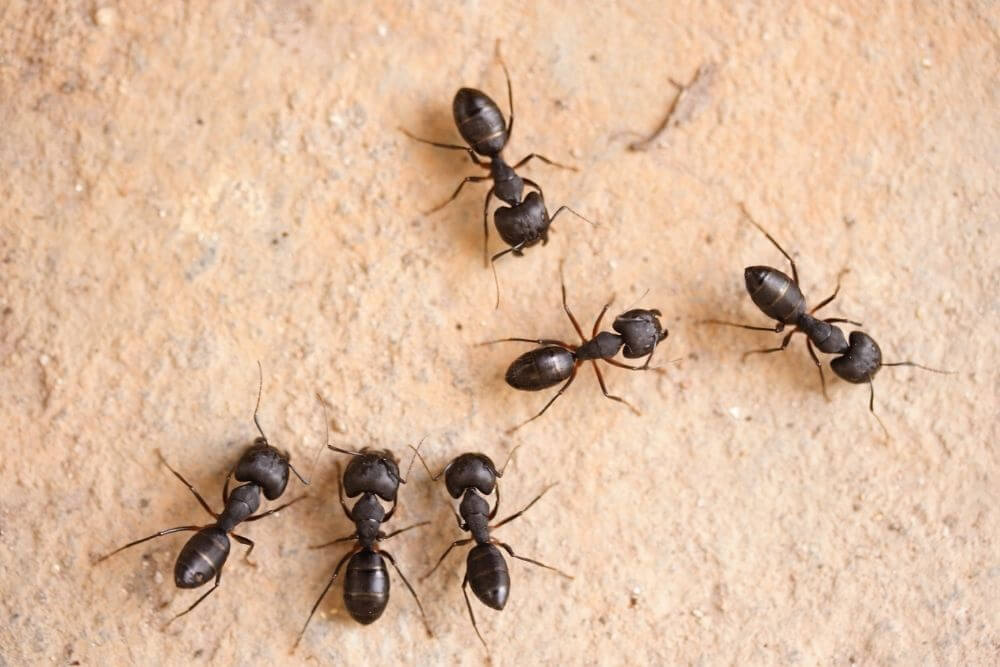 How To Prevent an Ant Infestation In Your Home