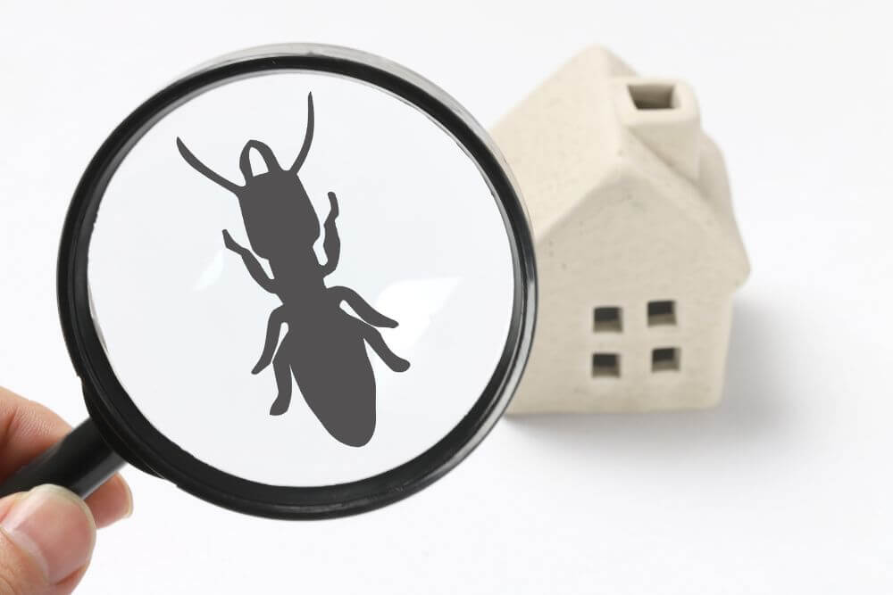 4 Common Pests That Might Invade Your Home This Fall