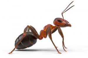 Ant Control Buford GA