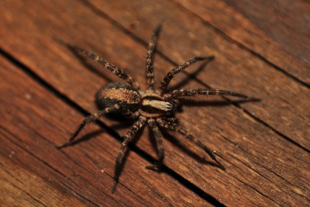 The Symptoms of Poisonous Spider Bites