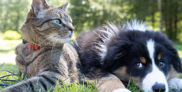 What Is Eco-Friendly Pest Control?