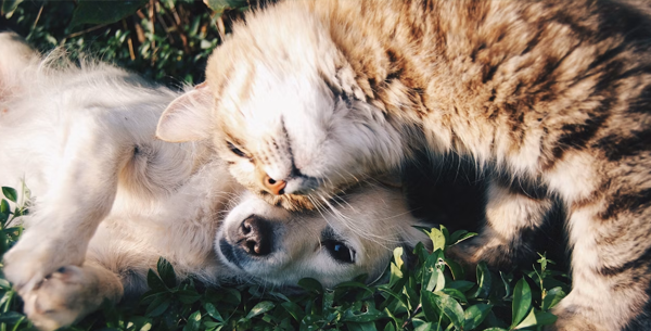 What Homeowners Can Do to Make Pest Control More Eco-Friendly