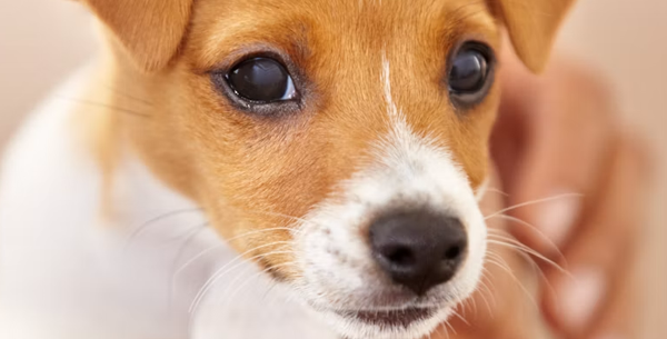 Eco-Friendly Pest Control: Safe Solutions for Your Family and Pets
