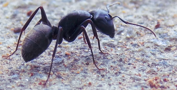 What Attracts Ants to Your Home? 